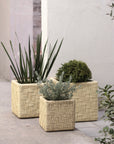 Set of 3 Woven Palm Cubes