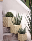 Set of 3 Woven Palm Cubes